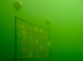 Walki: Ostsee-Studie untersucht Folien auf Abbaubarkeit im Meer                                                                 
