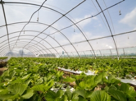 Spanien: Sammelsystem für gebrauchte Agrarfolien                                                                                