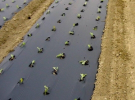 Barbier / Carbiolice: Enzymatisch angereichertes PLA für Mulchfolien                                                            