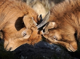 Ifo-Institut: Unternehmen halten sich für kaum noch wettbewerbsfähig                                                            