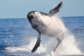 Logistik: Der Nahost-Konflikt wirbelt den Welthandel durcheinander