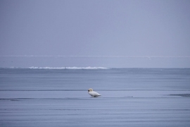 Logistik: Frachtraten auf fast allen Strecken deutlich im Minus