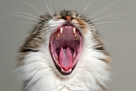 Kunststoff Information: Forecasts zur Polymerpreisentwicklung