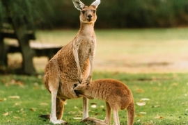 Urteil: Permanenttragetasche als systembeteiligungspflichtig eingestuft