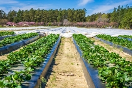 Agrarkunststoffe: Verbindliche Regeln für das Recycling in Europa