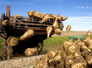 Nouryon vermarktet Bio-Kunststoffe auf Zuckerbasis (Foto: Jason Lugo/iStockPhoto)