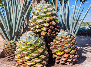 Der Saft der Blauen Agave wird zur Herstellung von Tequila verwendet (Foto: Panthermedia/jkraft5)