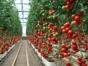 Das Lichtschutzmittel verlängert die Lebensdauer von Agrarfolien (Foto: BASF)