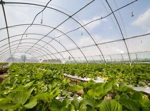 Foliengewächshaus in Südspanien (Foto: ANAIP)