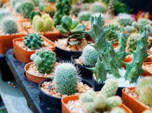 Wurden 2018 nicht registriert: Verkaufsverpackungen für Pflanzen und Stauden (Foto: PantherMedia/Apichart)