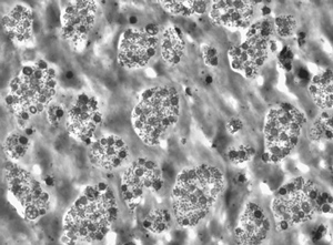 Neue Blends auf Basis von PA (Foto: Radici)