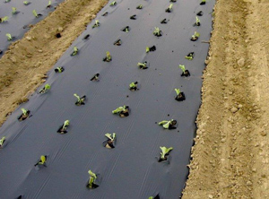 Bioabbaubare Mulchfolien (Foto: European Bioplastics)