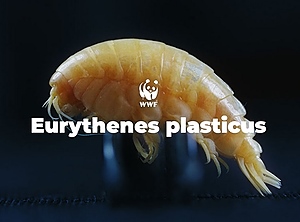 Klein, aber voll im Fokus der öffentlichen Aufmerksamkeit: der Eurythenes plasticus (Foto: BBDO)