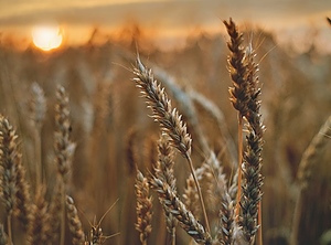 Ähre, wem Ähre gebührt: Der Getreideexport aus der Ukraine ist in Gefahr (Foto: Pexels, Tetyana Kovyrina)