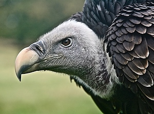 Wartet schon: Experten rechnen 2023 mit mehr Unternehmenspleiten (Foto: Pexels, Harry Lette)