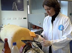 Spurensuche: AWI-Forscherin Dr. Melanie Bergmann untersucht den Plastikmüll (Foto: AWI, Indra Zilm)