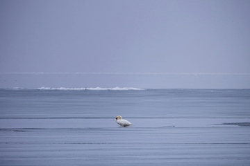 Wo bleibt der Black Swan? Der Welthandel wartet auf Impulse aus den USA – doch dort ruht still die See (Foto: Pexels, Laura Lumimaa)