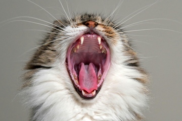 Zum Gähnen: Auf dem Polymermarkt tut sich derzeit wenig bis nichts. Alle hoffen auf den Frühling ... wenn dann mal bloß nicht die sprichwörtliche Müdigkeit einsetzt (Foto: Pexels, Serena Koi)