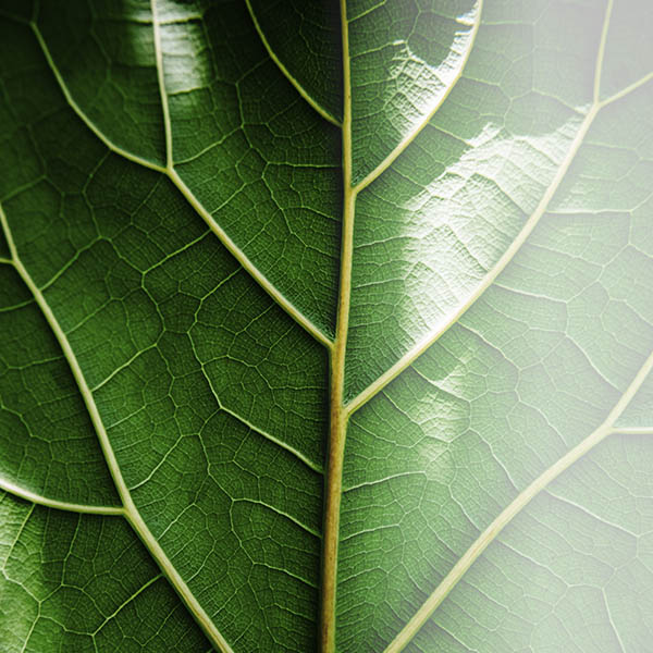 Nachhaltigkeit: Rhm auf dem Weg zur Klimaneutralitt